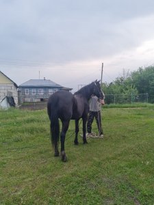 Полицейские Жердевского округа нашли и вернули хозяину похищенную лошадь